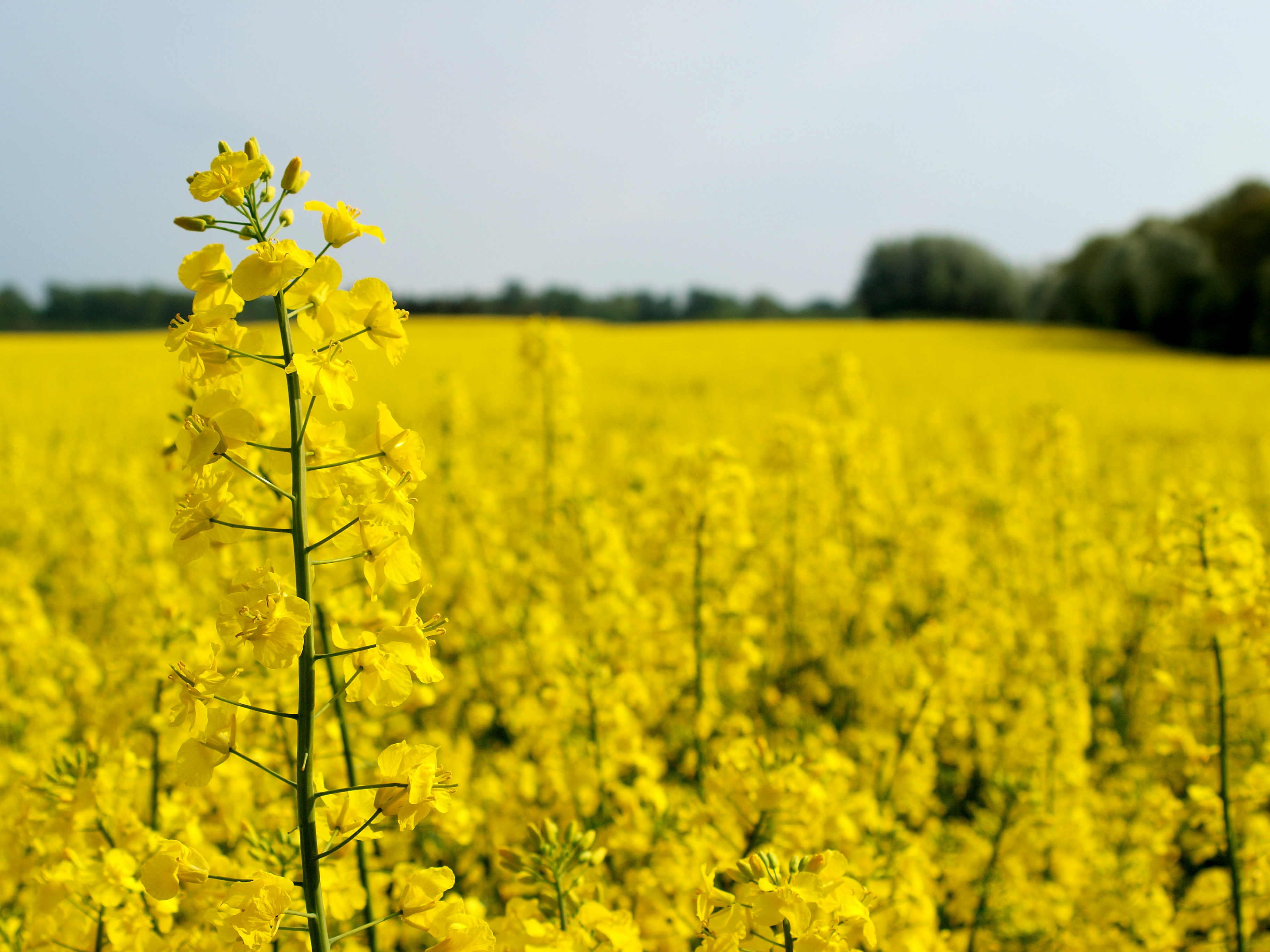 canola oil pictures